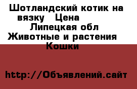 Шотландский котик на вязку › Цена ­ 2 000 - Липецкая обл. Животные и растения » Кошки   
